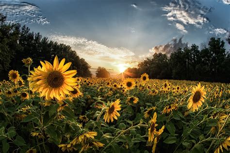 Download Sunrise Summer Yellow Flower Field Nature Sunflower Hd Wallpaper