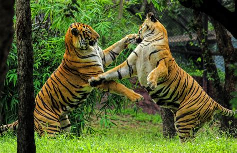 Filebengal Tiger Fight Wikimedia Commons