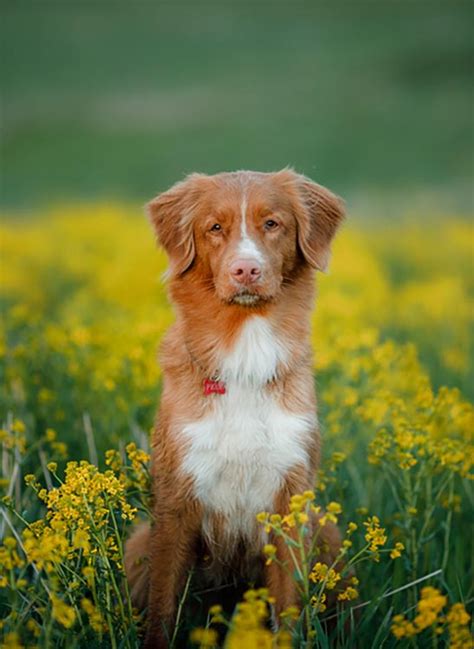Tolling is a technique used to entice game to approach within firing range by arousing their curiosity. Nova-Scotia-Tolling-Duck-Retriever-Care - American Kennel Club