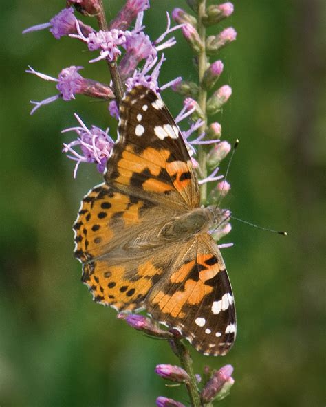 Painted Lady Alabama Butterfly Atlas