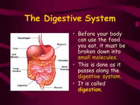 The Digestive System Ppt Teaching Resources