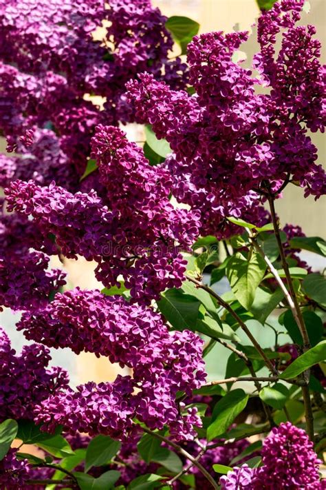A Lilac Bush With A Lot Of Dark Purple Flowers Stock Image Image Of