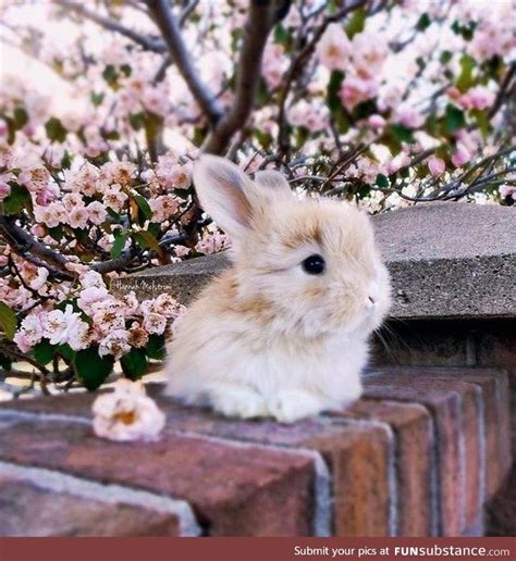 A White Rabbit Sitting On Top Of A Brick Wall Next To A Tree Filled