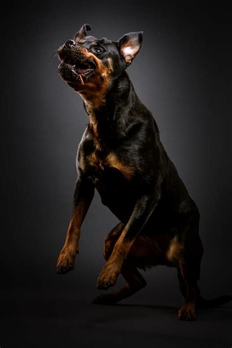 Dogs Catching Food Portraits Rottweiler Puppies Dogs Rottweiler Lovers