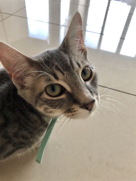 In fact, the great majority, almost 95%, of u.s. Domestic Short Hair Kittens