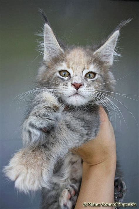 Welcome to opticoons maine coon cattery. 20+ Best Amazing Pictures Of Maine Coon Cat | FallinPets