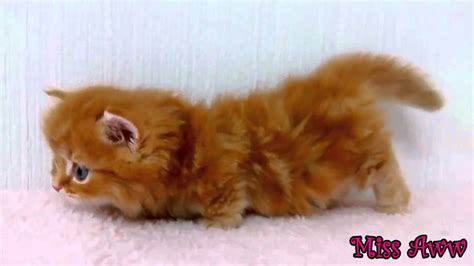 Fluffy Orange Kitten With Blue Eyes Too Cute Youtube