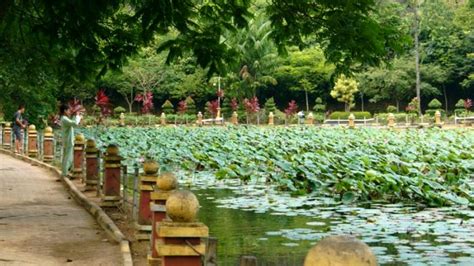 Taman Kolam Sekupang Batam Puas Pandangi Bunga Teratai Saat Istirahat