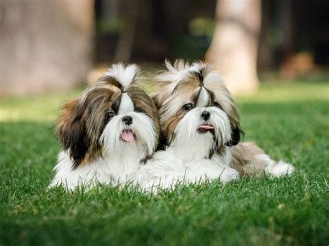 Shih Tzu Breed Information And Care Guide All Things Dogs