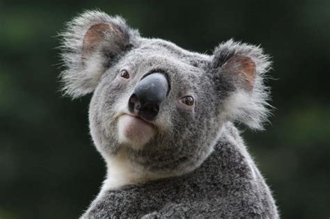 Download Koala Bear Pictures 2048 X 1365