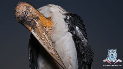 14 Of The Worlds Ugliest Birds Wildanimalsland
