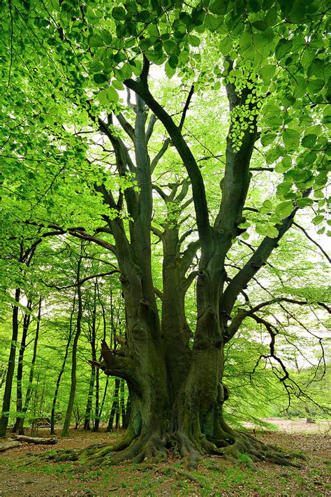 Gigantic Beech Tree In Spring Forest By Avtg