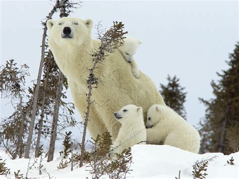 Polar Bear Mother Cubs Wapusk National Park Wallpaper