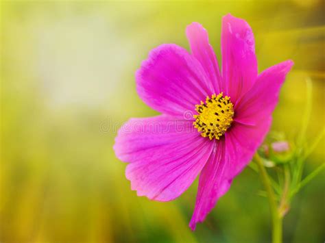 Summer Sunlight Scene Beautiful Flower On Green Grass