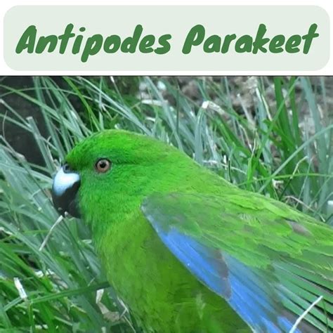 Antipodes Parakeet Cyanoramphus Unicolor Distribution Breeding Health