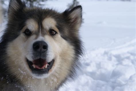 Alaskan Malamute Information Dog Breeds At Thepetowners
