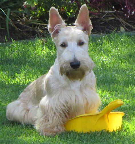 37+ scottish terrier coloring pages for printing and coloring. Scottish Terrier - Dog Breed Information and Images - K9 ...