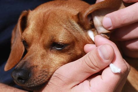 According to the akc, 80% of dogs with food allergies and 50% of dogs with environmental allergies develop ear infections. Ear Infection due to Allergies in Dogs - Symptoms, Causes ...