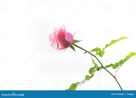 Beautiful Pink Roses Stock Image Image Of Nature Petal 41276203