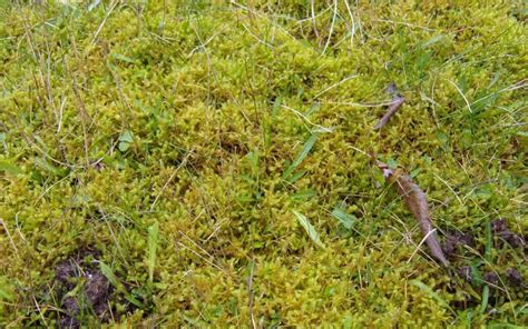 How To Rake Out Moss From Your Lawn Lawntech