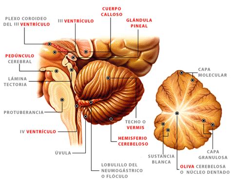 Unidad 7 Cerebelo Anatomía Del Sistema Nervioso Y Órganos De Los