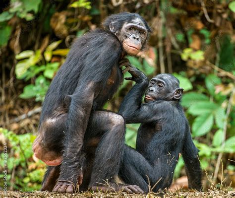Bonobos Monkeys Mating