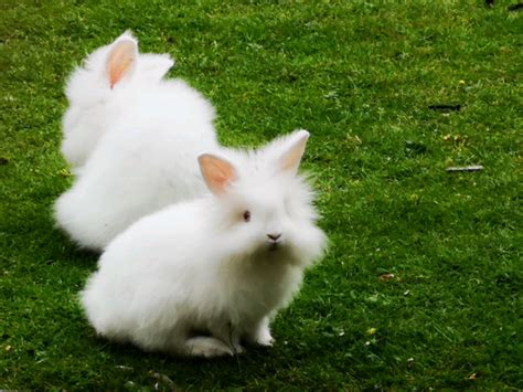 Two Cute Fluffy White Baby Rabbits For Sale In Bearsden Glasgow