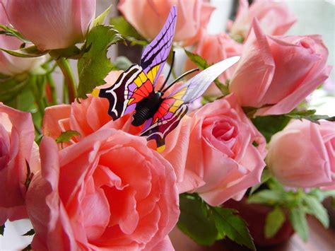 Roses And Butterfly Free Photo Download Freeimages