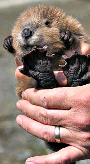 30 Adorable Baby Beavers To Celebrate International Beaver Day Baby