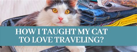 10 Best Ways How To Travel With A Cat Zoological World