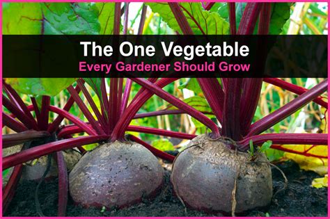 The One Vegetable Every Gardener Should Grow Theworldofsurvivalcom