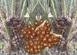 Check spelling or type a new query. Anim Agro Technology: VARIETI - SALAK DI MALAYSIA
