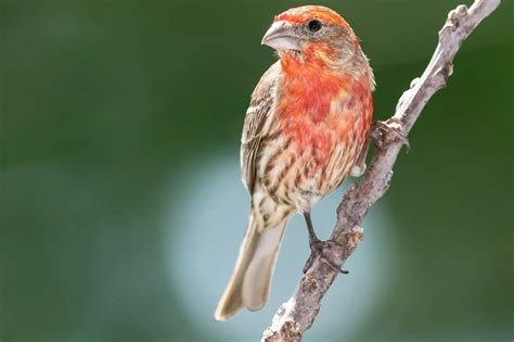 All You Need To Know About Finches In North America Id And Song Guide