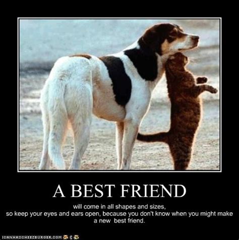 We have 10 friend images and quotes on friendship that you will truly be inspired by. My Temple of Nature: Raining Cats and Dogs