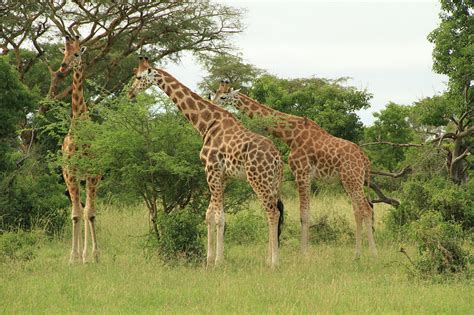 Giraffe Animal Wildlife