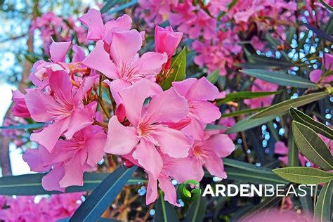 Oleander Guide How To Grow And Care For “nerium Oleander”