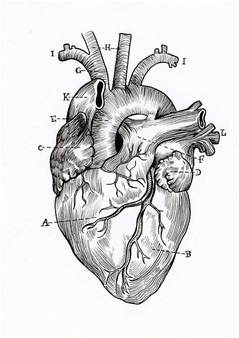 A5 High Quality Print Linework Anatomical Heart Drawing Great For