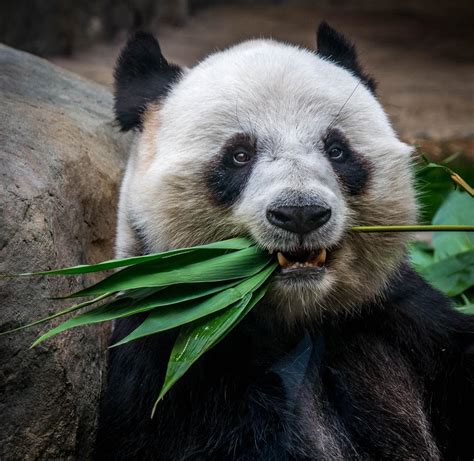 Panda Eating Wallpapers Wallpaper Cave