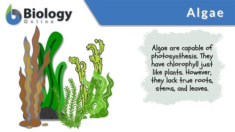 Algae Definition And Examples Biology Online Dictionary