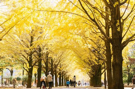 5 Best Spots To Enjoy Autumn Ginkgo Trees In Tokyo Japan Web Magazine