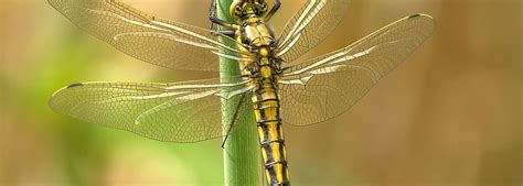 Jun 23, 2021 · whitt is the funeral director at harrelson funeral home in yanceyville. Fulton-Walton Funeral Home and Cremation Services, LLC ...