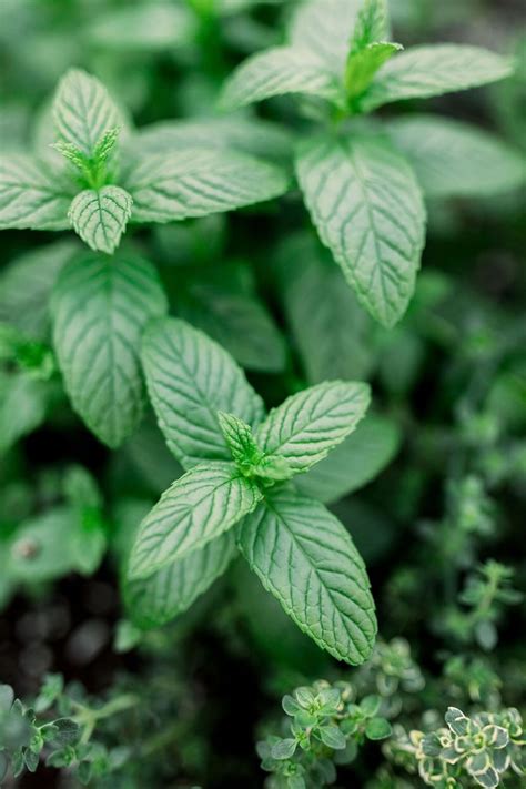 Mint Leaves For Fragrance And Their Benefits Azure Farm