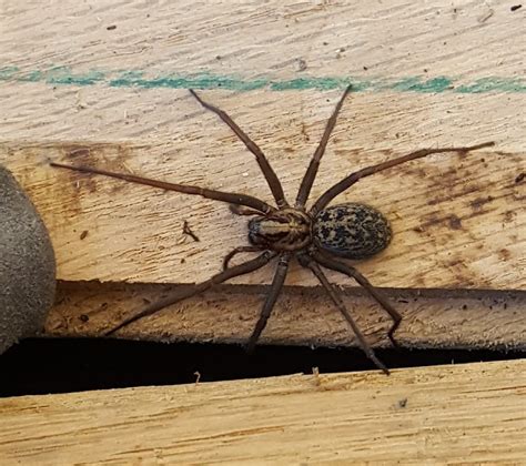 Female Eratigena Duellica Giant House Spider In St Helens Oregon