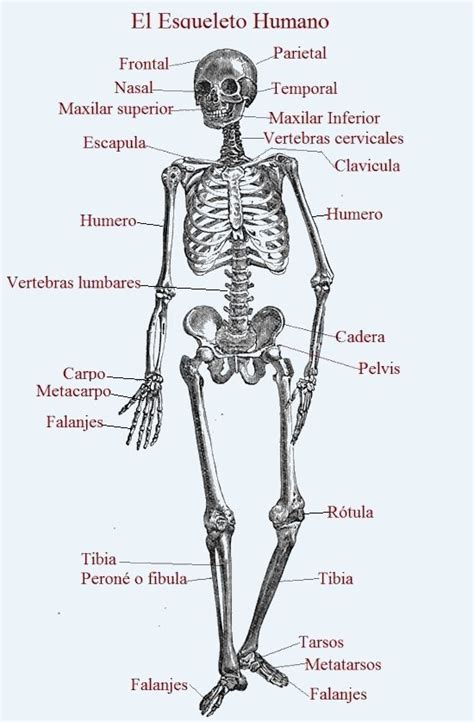 Huesos Largos Del Cuerpo Humano Ejemplos Nuevo Ejemplo