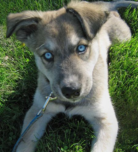 Blue eyes husky german shepherd mix. Husky/Pit Mix