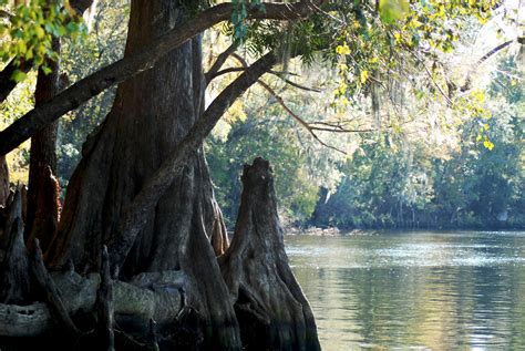 Hidden gems in North Florida... Fanning Springs State Park #
