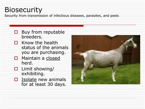Ppt Goat Health And Care Powerpoint Presentation Free Download Id