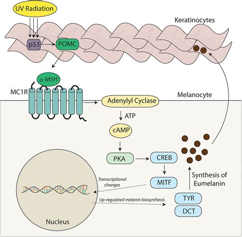 Frontiers Melanocortin 1 Receptor Structure Function And Regulation