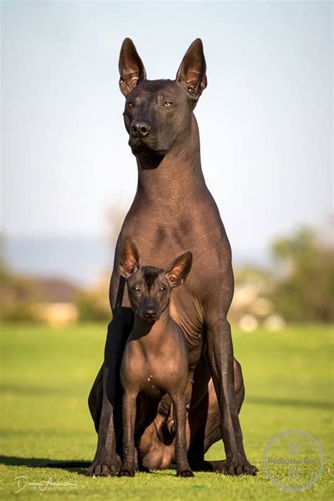 Xolos are exceptionally rare dogs. Wazzat XOLOitzcuintle | Pedigree Pets