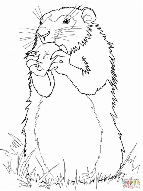Groundhogs Coloring Pages - Learny Kids